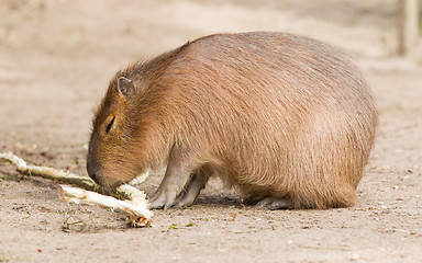 Image showing Capybara (Hydrochoerus hydrochaeris) sitting in the sand