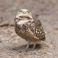 Image showing Burrowing owl (Athene cunicularia) in captivity