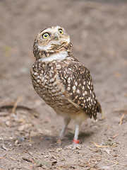 Image showing Burrowing owl (Athene cunicularia) in captivity