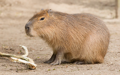 Image showing Capybara (Hydrochoerus hydrochaeris) sitting in the sand