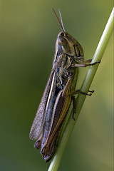 Image showing  grasshopper chorthippus brunneus 