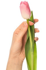 Image showing spring tulip