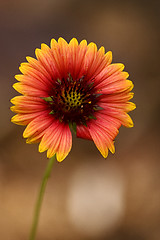 Image showing yellow red daisy brown background 