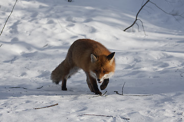 Image showing fox in snow