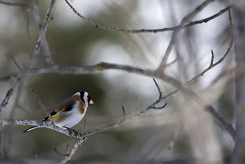 Image showing goldfinch