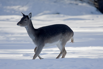 Image showing running female deer