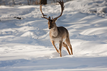 Image showing running male fallow deer