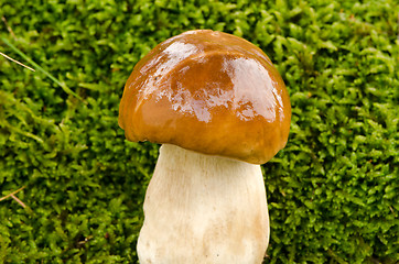 Image showing closeup penny bun boletus edulis cep mushroom 