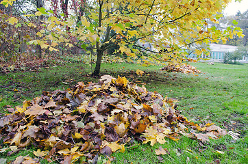 Image showing pile rake autumn leaves decorative tree garden 