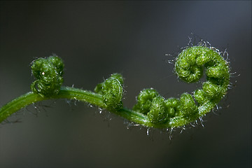 Image showing abstract fern torsion  in the spring