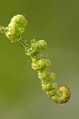 Image showing fern torsion  in the spring