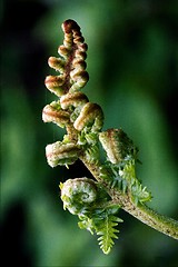 Image showing  flowering of a fern torsion 