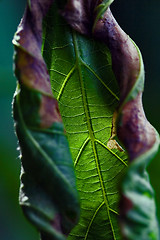 Image showing  leaf  torsion  in the spring