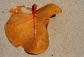 Image showing  leaf in jamaica