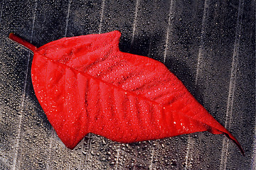 Image showing abstract red  leaf