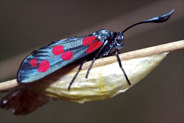 Image showing born of wild    Zygaenidae