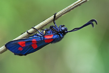 Image showing side of wild fly  Zygaenidae 