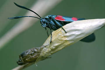 Image showing born of wild  Zygaenidae 