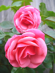 Image showing Two Pink Roses