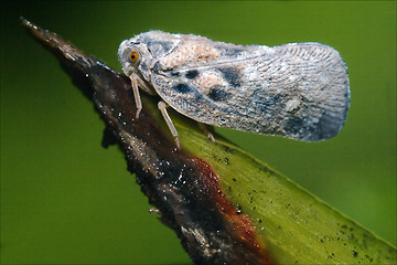 Image showing side of wild fly  Omoptera on a green leaf 