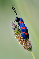 Image showing side of wild fly  Zygaenidae  in the flower