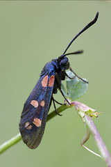 Image showing wild  Zygaenidae on a brown branch in the bush