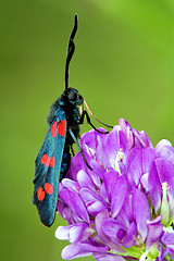 Image showing wild fly  Zygaenidae in the flower