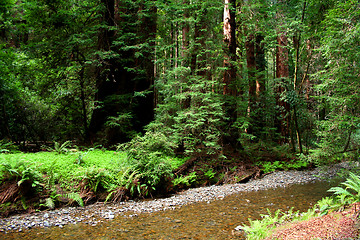 Image showing River in Muir Woods