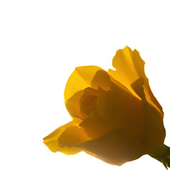 Image showing Blooming yellow