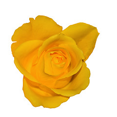 Image showing Blooming yellow