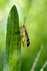 Image showing  Mecoptera Scorpion Fly Panorpa Panorpidae