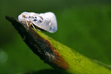 Image showing  Omoptera on a green leaf in the bush