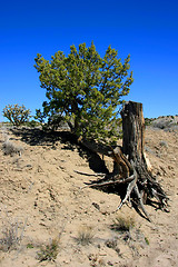 Image showing Life and death in New Mexico