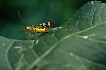 Image showing  Panorpa Panorpidae on a green leaf