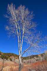 Image showing Bright colorful lights in winter in New Mexico