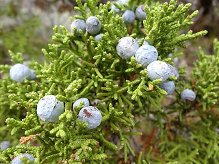 Image showing Juniper with berries