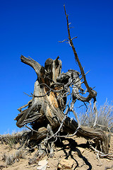 Image showing Wood in the desert of New Mexico