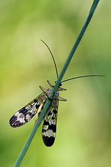 Image showing front of wild fly Fly Panorpa 