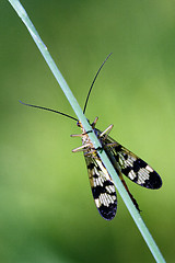 Image showing front of wild fly Mecoptera Scorpion Fly