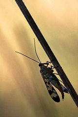 Image showing Mecoptera Scorpion Fly 