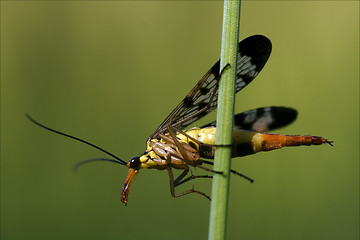 Image showing Panorpidae on a green branch 