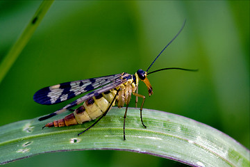 Image showing Scorpion Fly Panorpa Panorpidae on a green branch 