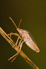 Image showing  hemiptera  prasina in the bush