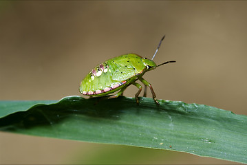 Image showing  Heteroptera pentatomidae palomena