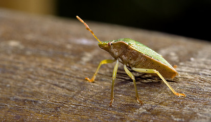 Image showing pentatomidae palomena prasina on a wood