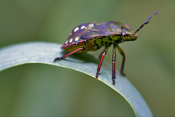 Image showing side of wild fly hemiptera  on a green leaf 