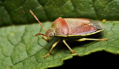 Image showing side of wild fly hemiptera