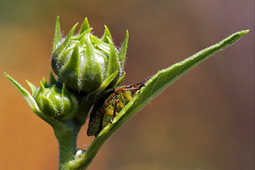 Image showing hemiptera inside a flower 