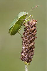 Image showing Heteroptera pentatomidae  on a flower