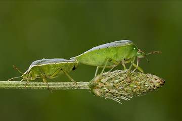 Image showing Heteroptera pentatomidae and reproduction